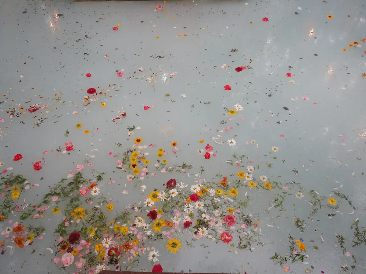 Flower petals floating on the spring at Kheer Bhawani