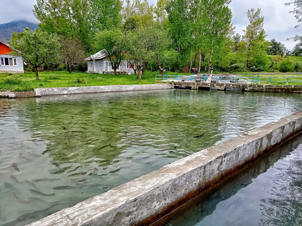 Trout raceways at the fish farm in Kokernag