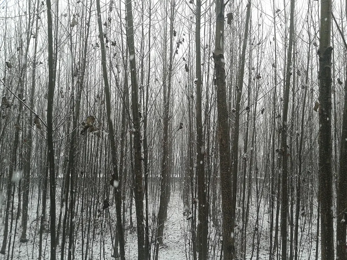 Poplar trees in snow, Srinagar