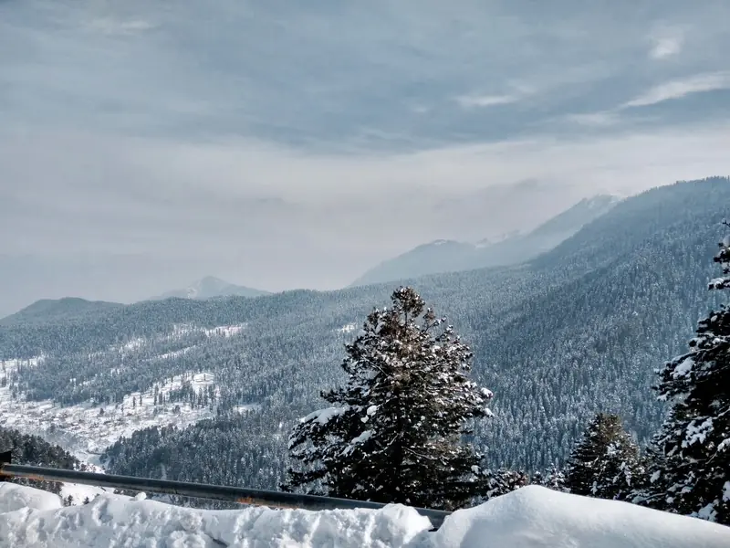 Snow-laden pines on forested mountains near Tangmarg